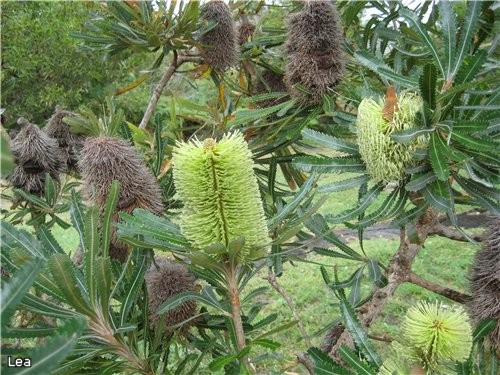    Banksia - 2