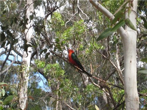    3  King Parrot