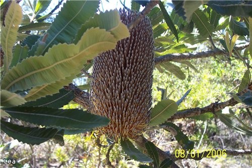    Banksia