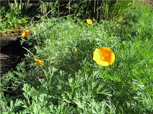  California Poppy - 3