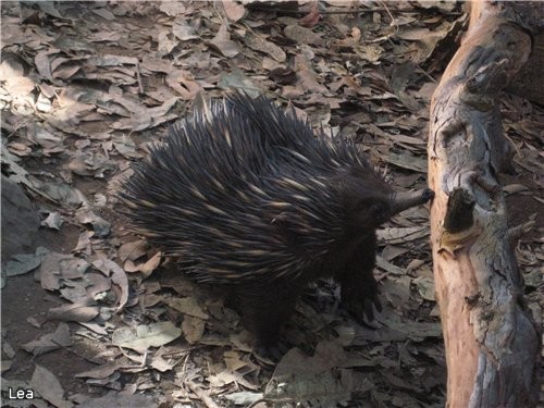 Shot-beaked Echidnas i     "monotremes", -... - 2