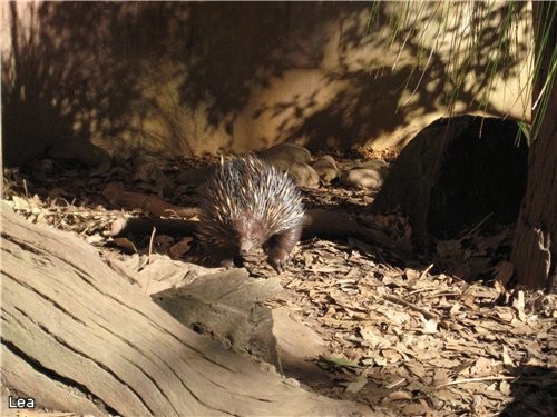 Shot-beaked Echidnas i     "monotremes", -...