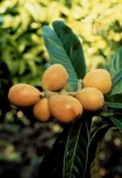    Mespilus germanica,   Medlar       ...